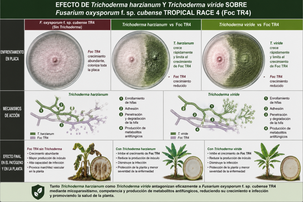 Mecanismos de Trichoderma contra Fusarium oxysporum TR4 en banano
